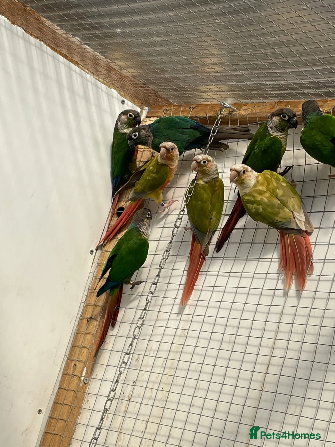 Conures birds for sale: Conure - Advert 1