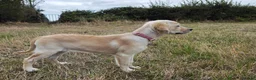 Golden Retriever dogs for sale: Golden Retriever Female Puppy 17 weeks old in Bridgwater - Advert 3