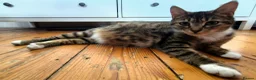 Mixed Breed cats for sale: Adorable Kittens for sale - Advert 29