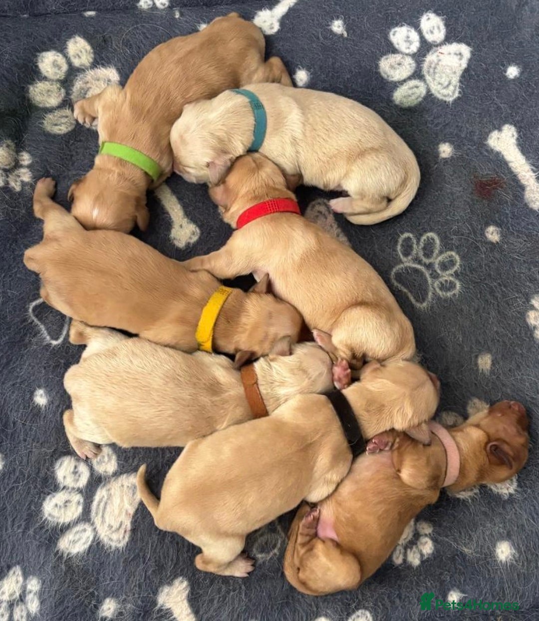 Golden Retriever dogs for stud: Handsome Golden Retriever for Stud - Advert 12