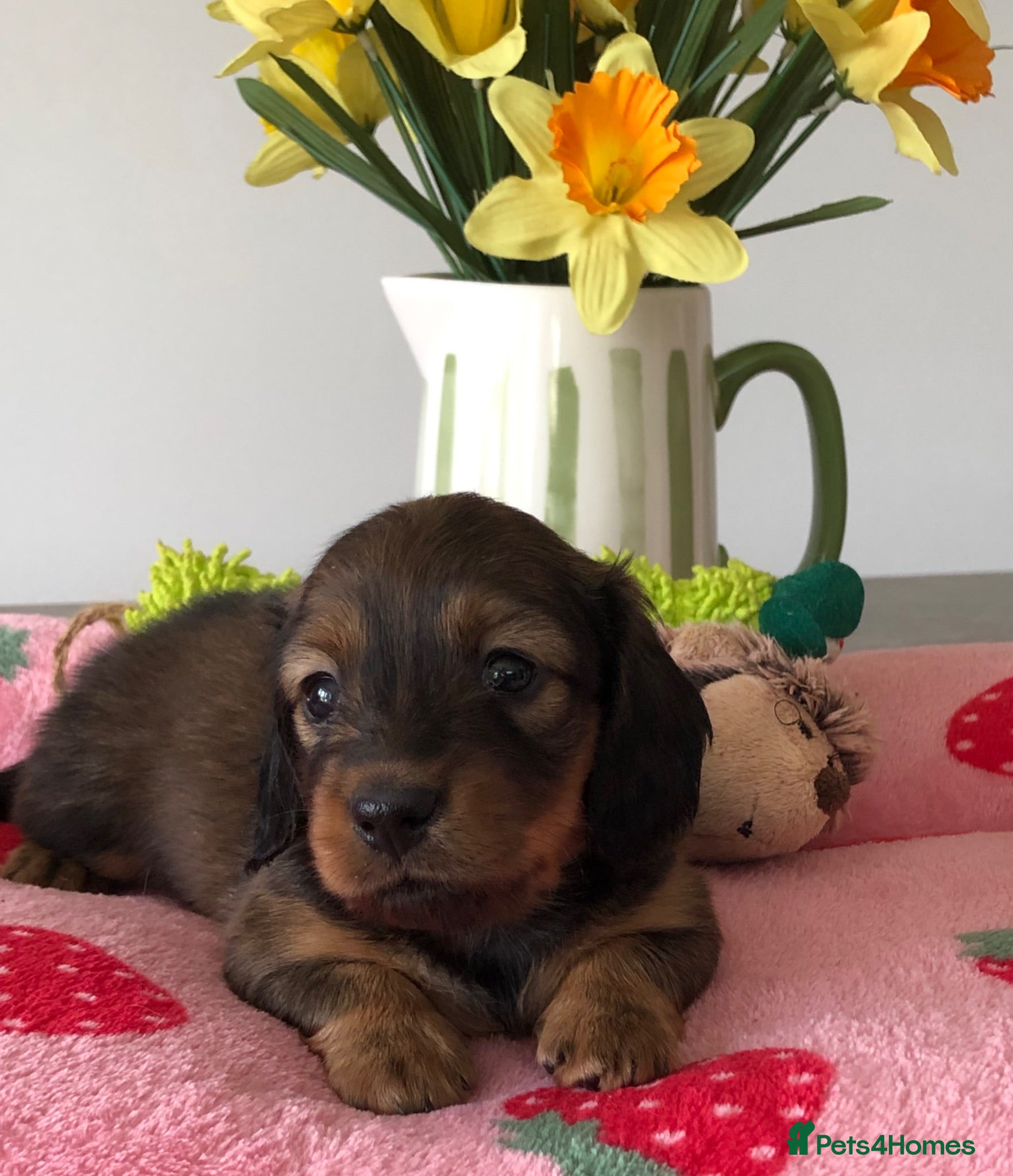 Miniature Dachshund dogs  K.C Reg Miniature Dachshunds L/H - Advert 8