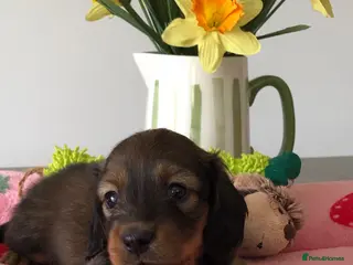 Miniature Dachshund dogs K.C Reg Miniature Dachshunds L/H - Advert 8