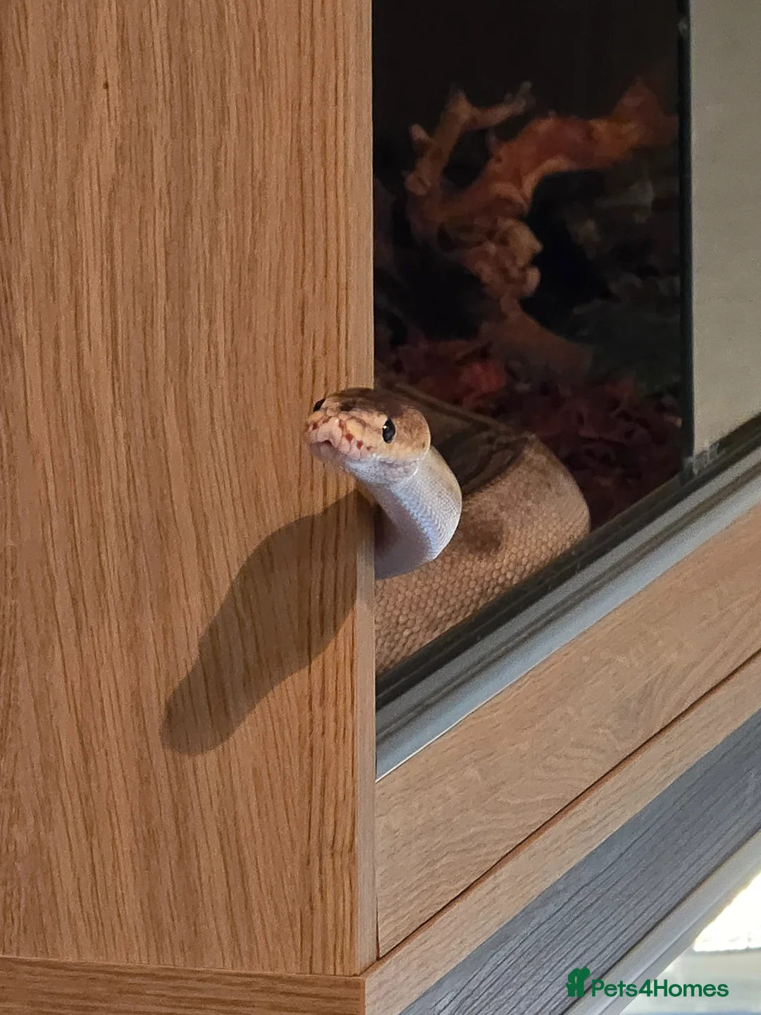 Python Snake reptiles for sale: Female Ball Python and Viv for sale in Glasgow - Advert 2