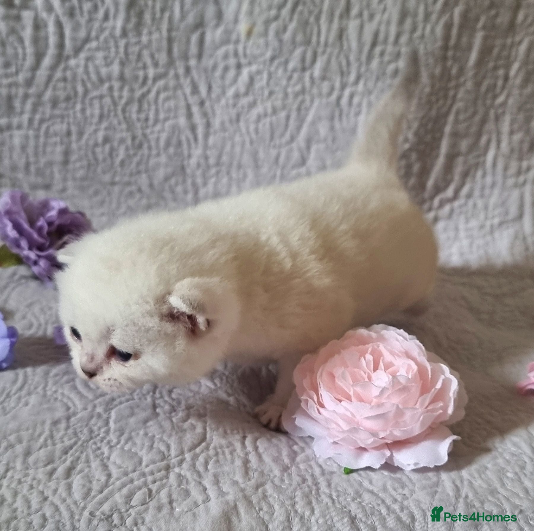 British Shorthair cats 💖GOLDEN, TABBY, COLOURPOINT BSH KITTENS💖 - Advert 17