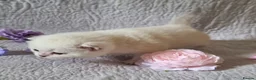 British Shorthair cats for sale: 💖GOLDEN, TABBY, COLOURPOINT BSH KITTENS💖 - Advert 3