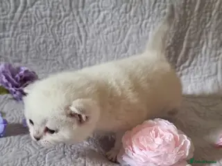 British Shorthair cats 💖GOLDEN, TABBY, COLOURPOINT BSH KITTENS💖 - Advert 17