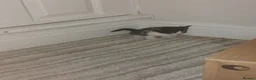 Mixed Breed cats for sale: Four Kittens for sale 80£ each in Nottingham - Advert 5