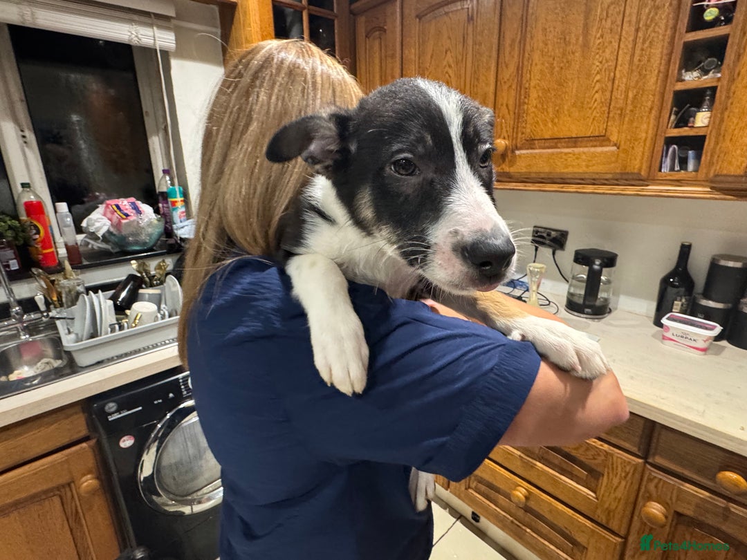 Border Collie dogs for sale: For sale 3 GILR border collie  - Advert 10