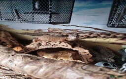 Monitor reptiles for sale: Male Yellow Ring Ackie Monitor - Image 3