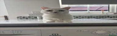 Munchkin 2