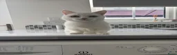 Munchkin cats for sale: 😻❤️ Marshmallow “Baby” ❤️🥰 - Advert 4