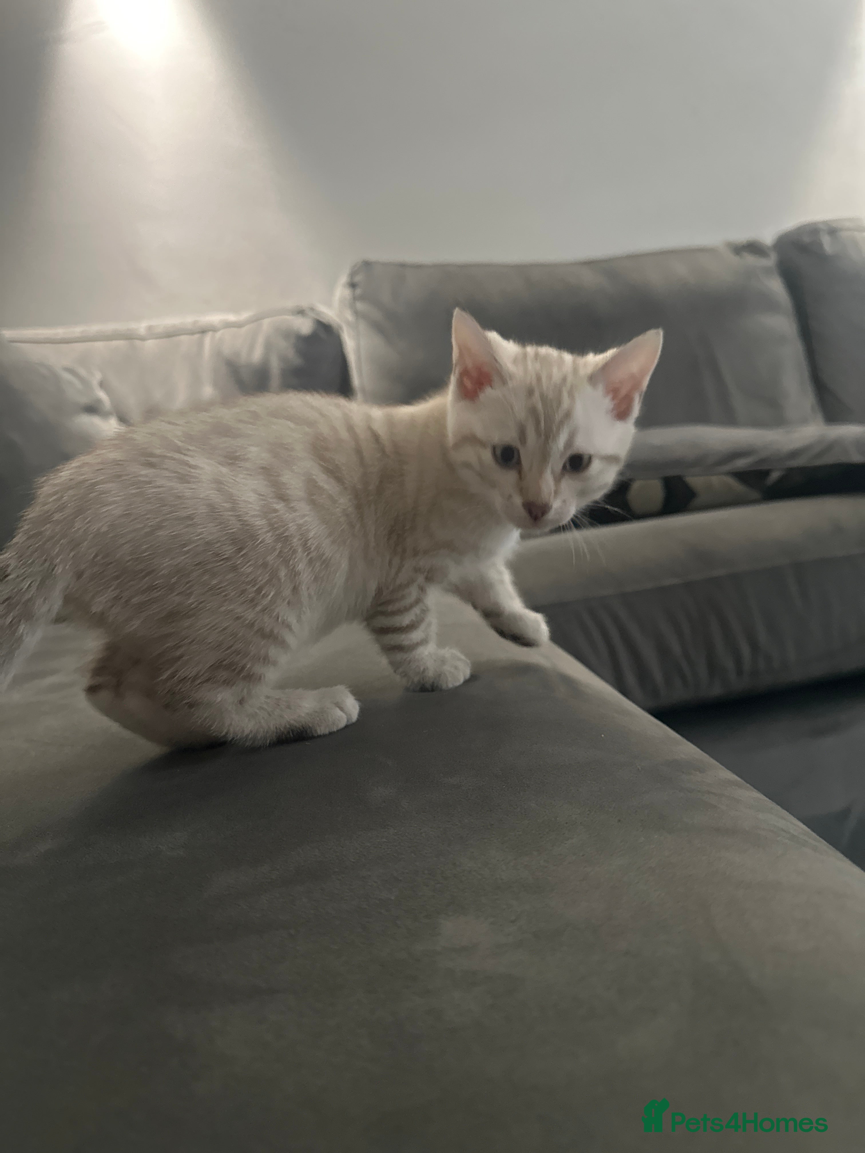 Bengal cats 2 Beautiful Male Bengal Cross Ragdoll Kittens  - Advert 2