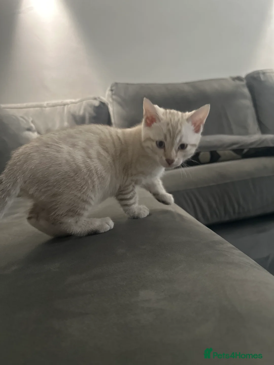 Bengal cats for sale: 2 Beautiful Male Bengal Cross Ragdoll Kittens  - Advert 2