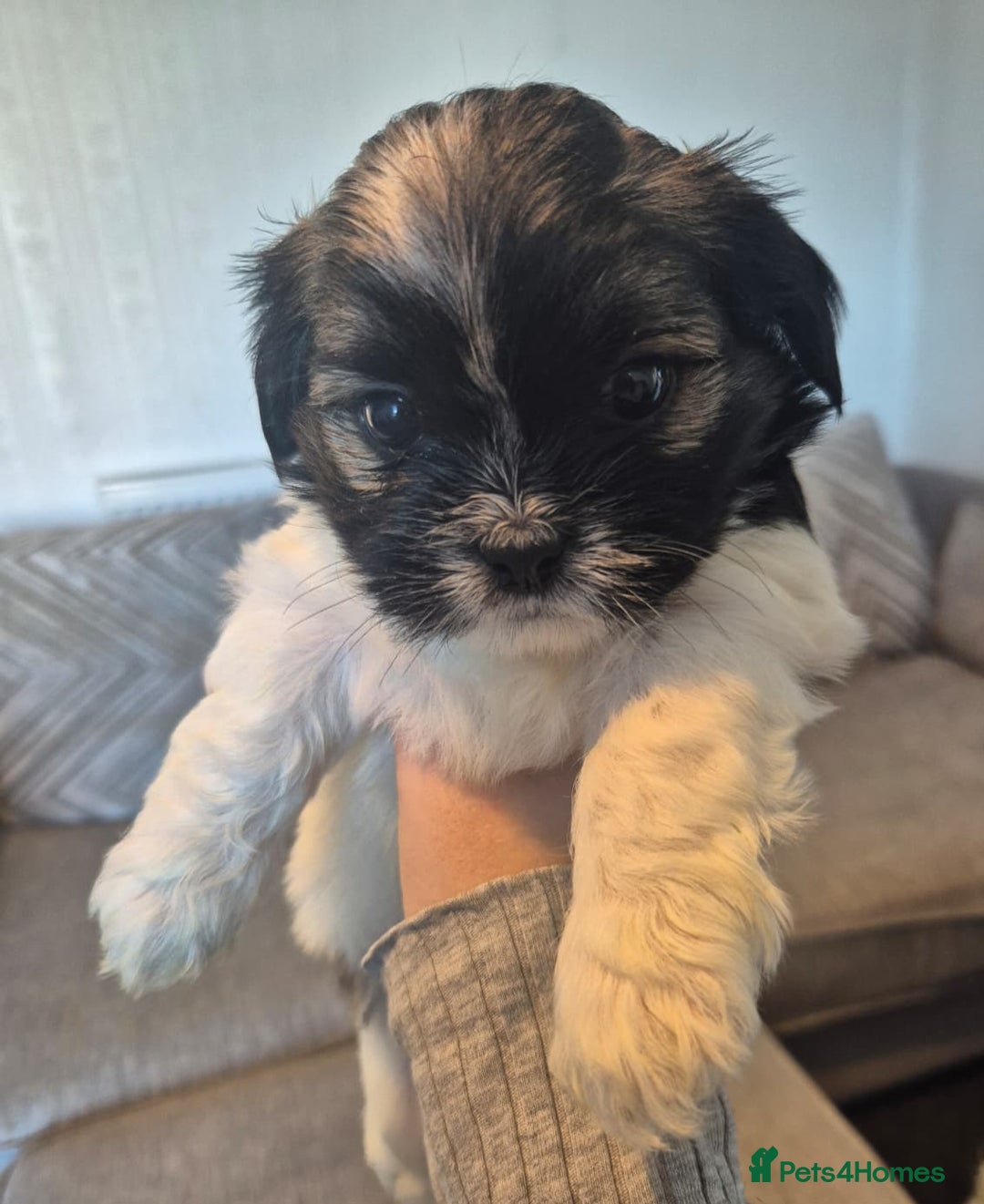 Lhasa Apso dogs for sale: Lhaso Apso Puppies  - Image 3