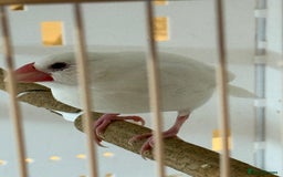 Finches birds for sale: 1 female Java and pair of gouilden  finches  - Image 3