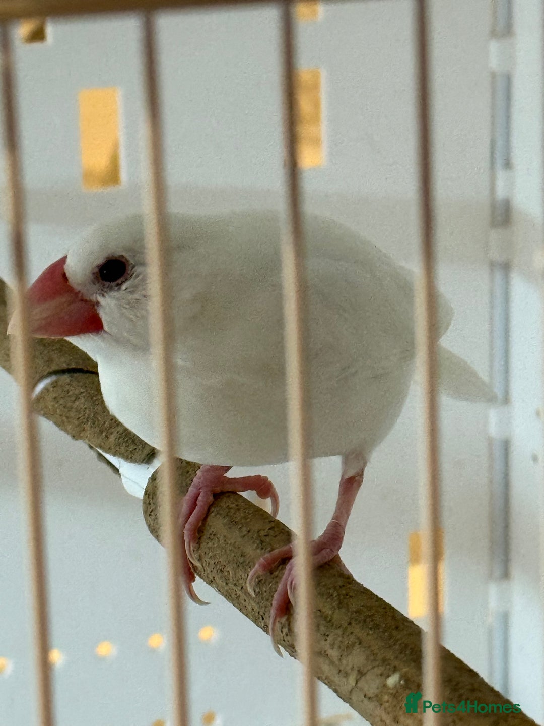 Finches birds for sale: 1 female Java and pair of gouilden  finches  - Image 3