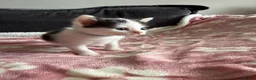 Domestic Shorthair cats for sale: Beautiful kittens 5* homes  - Advert 12