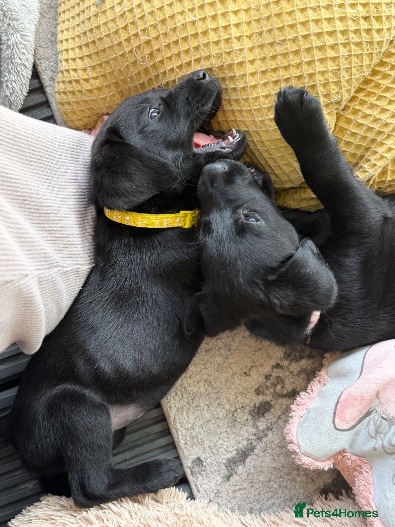 Labrador Retriever dogs 🩷‼️Today to Go22/05/26‼️KC Black Girls  - Advert 14