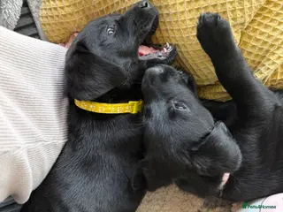 Labrador Retriever dogs 🩷‼️Today to Go22/05/26‼️KC Black Girls - Advert 1