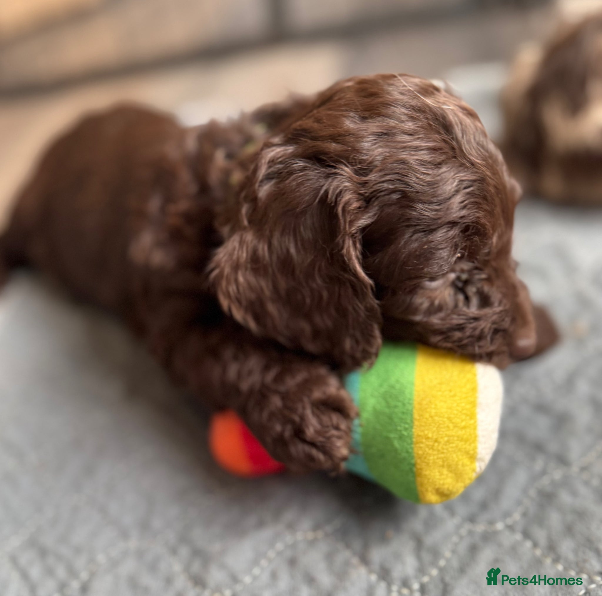 Doxiepoo dogs Beautiful Doxiepoo puppies  - Advert 2