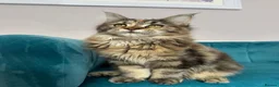 Maine Coon cats for sale: TICA Pedigree Registered Maine Coon Kittens - Advert 29