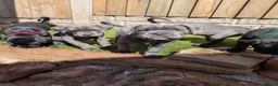 Cane Corso dogs for sale: Cane corso puppies  - Advert 16