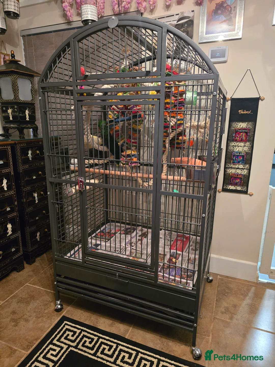 Parrots birds for sale: Eclectus male parrot very friendly   - Advert 2