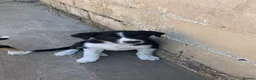Smooth Collie dogs for sale: Male Collie Pup - Advert 1