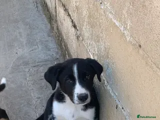 Smooth Collie dogs Male Collie Pup - Advert 3