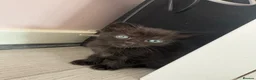 Mixed Breed cats for sale: Kittens for sale  - Advert 3