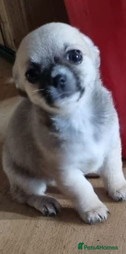 Chihuahua dogs Chihuahua pups - Advert 3