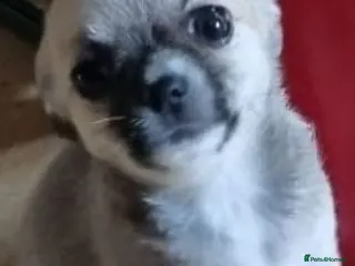 Chihuahua dogs Chihuahua pups - Advert 5