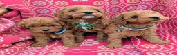 Cockapoo dogs for sale: ♥️ Gorgeous Deep Red F1b Miniature Cockapoo pups♥️ - Advert 1