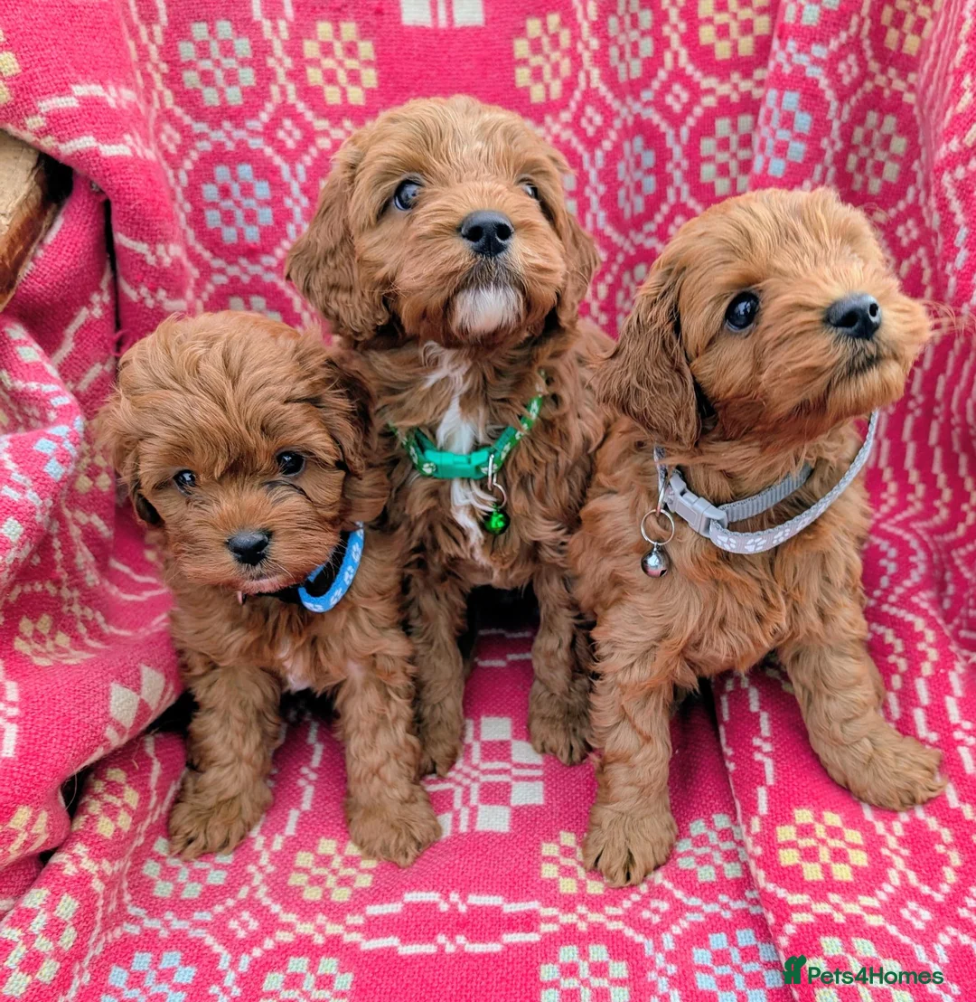 Cockapoo dogs for sale: ♥️ Gorgeous Deep Red F1b Miniature Cockapoo pups♥️ - Advert 1