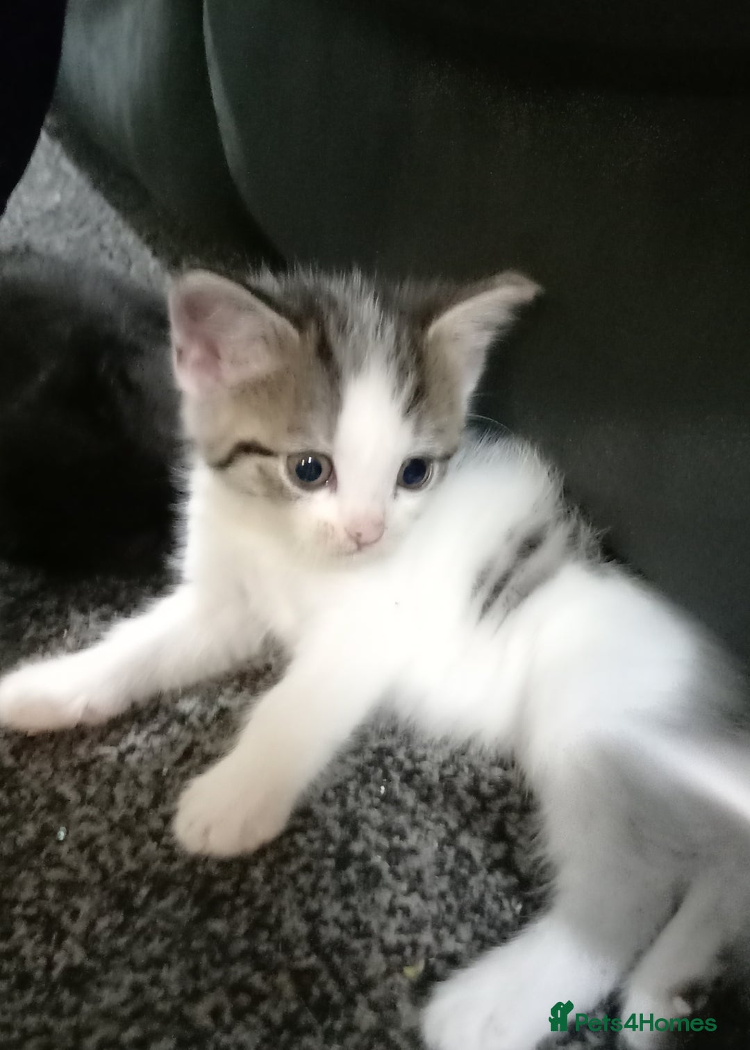 British Shorthair cats for sale: Cute kittens looking for forever homes  - Advert 4