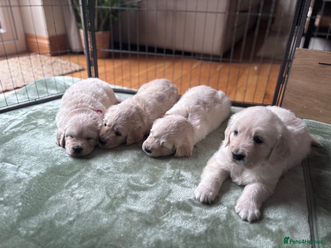 Golden Retriever dogs for sale: 2 female Golden Retrievers puppies - Image 9