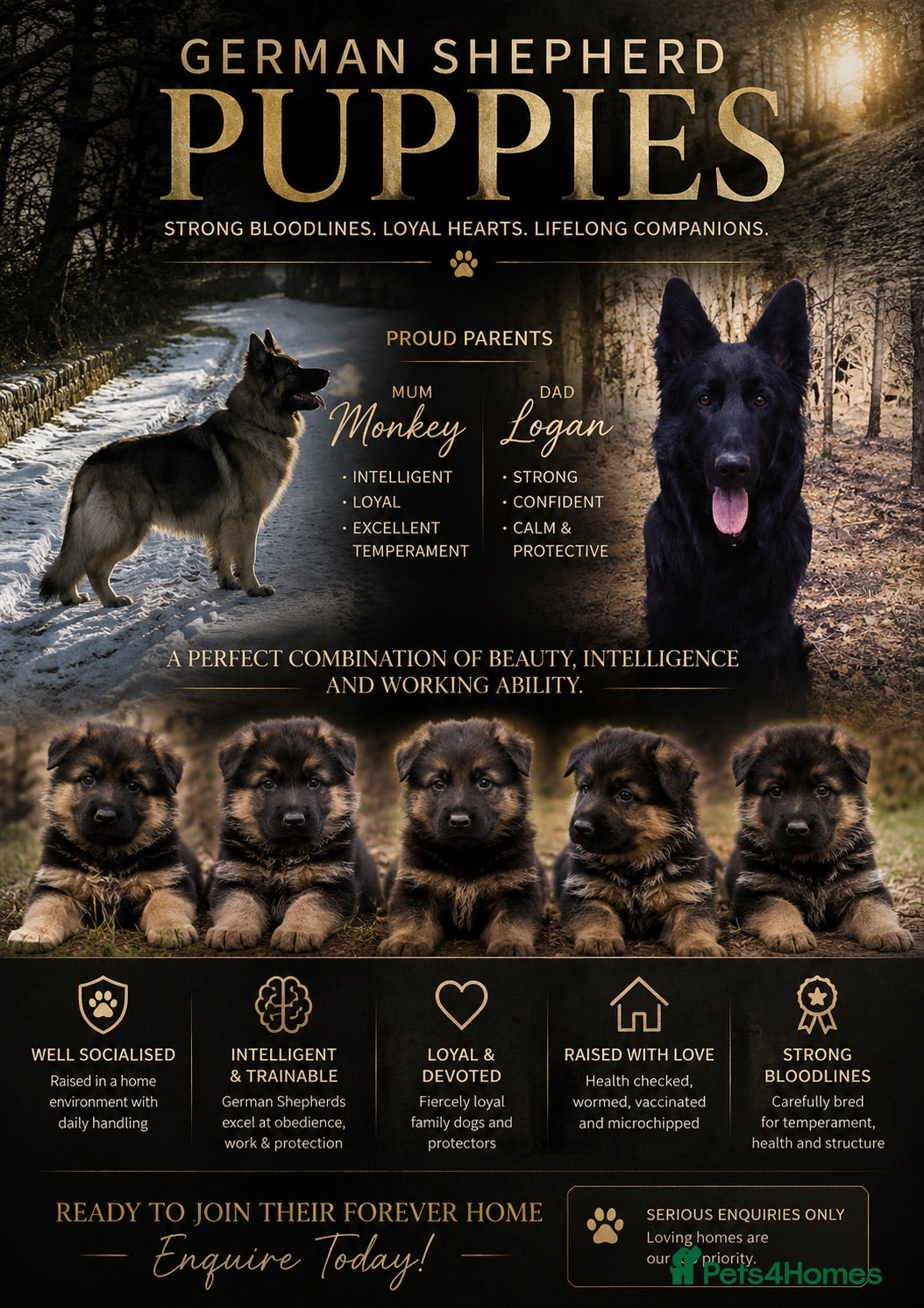 German Shepherd dogs Top Quality German Shephard Puppies - Advert 2