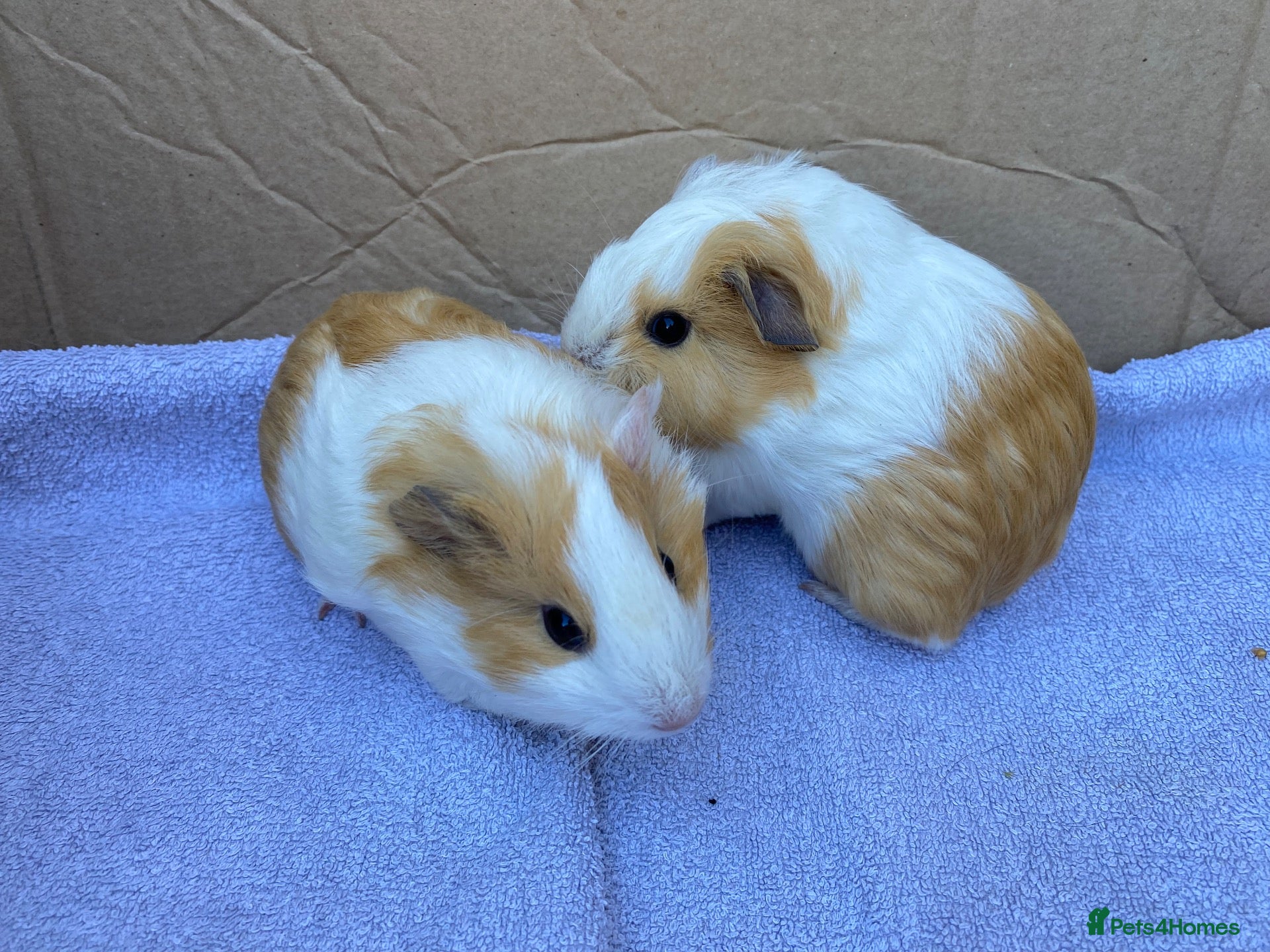 Guinea Pig rodents Guinea pigs  - Advert 2