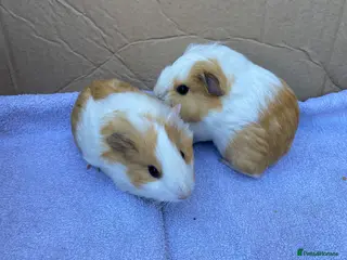 Guinea Pig rodents Guinea pigs - Advert 2