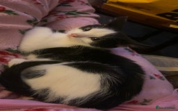 American Shorthair cats for sale: Kittens ready to leave  - Image 1
