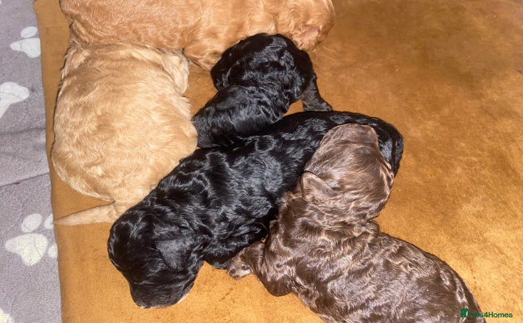 Miniature Poodle dogs - Advert 16