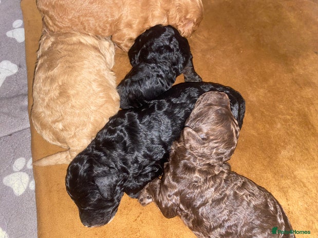 Miniature Poodle dogs - Advert 16