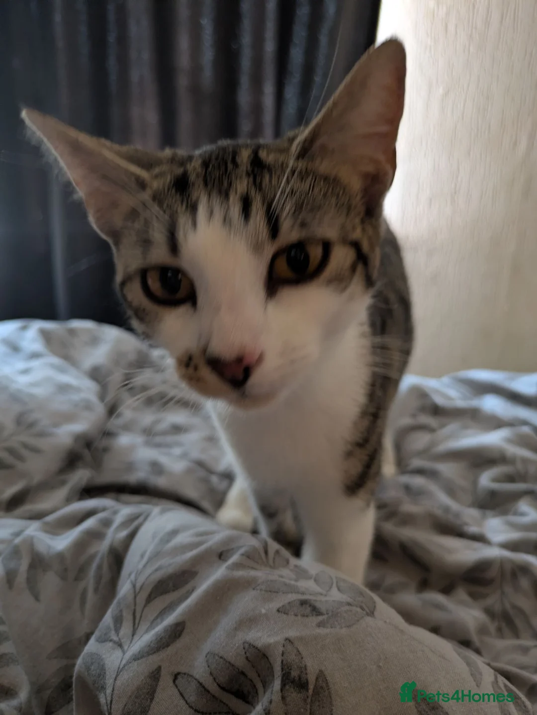 Mixed Breed cats for sale: Five stunning kittens - Advert 1