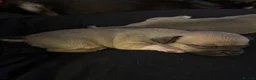 Chihuahua dogs for sale: Gorgeous Rare Pure Breed Chihuahua Puppies - Advert 15