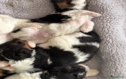 Fox Terrier dogs for sale: Stunning wire fox terrier puppies  - Image 24