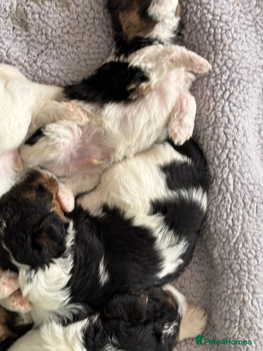 Fox Terrier dogs for sale: Stunning wire fox terrier puppies  - Image 24