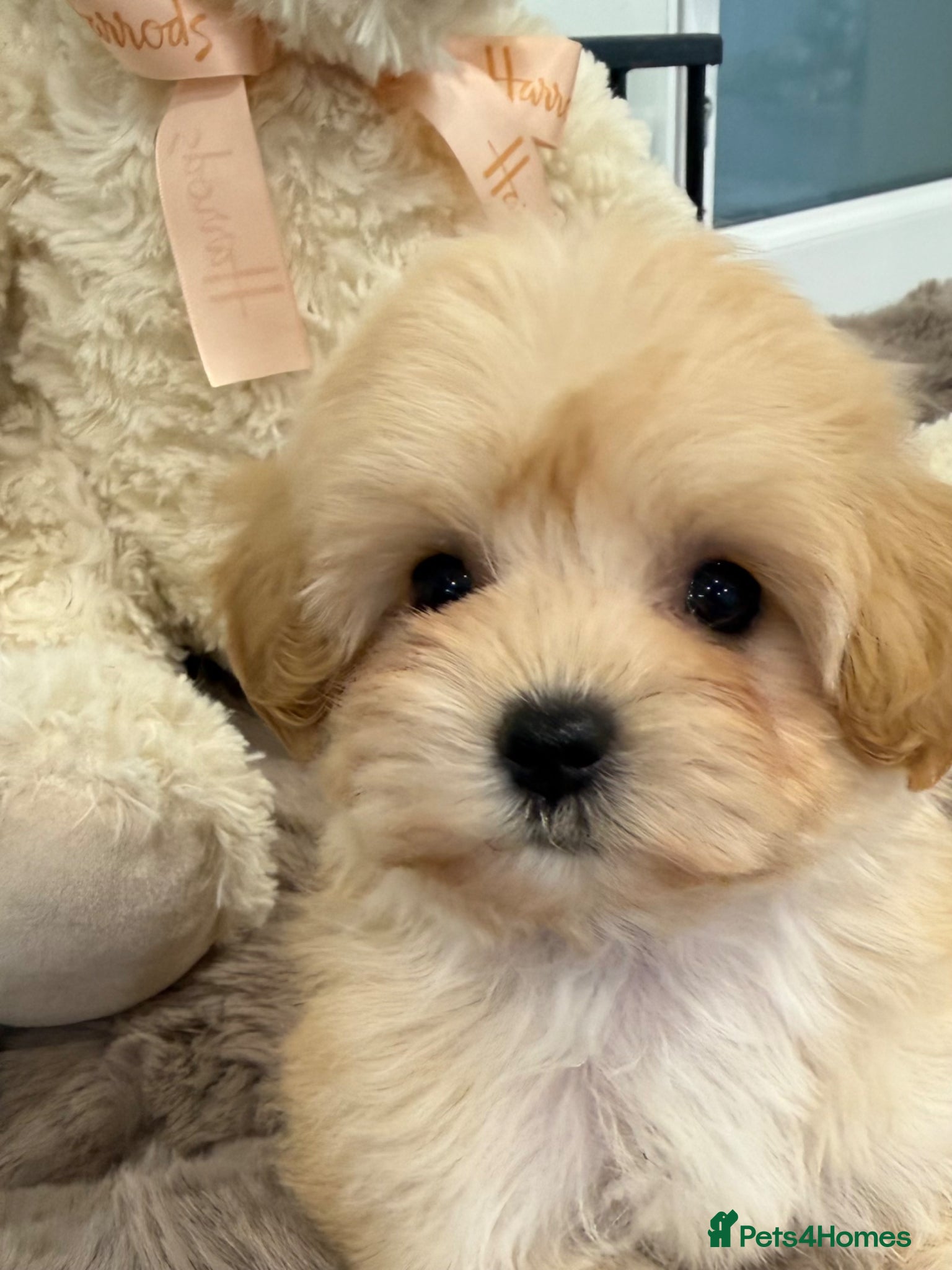 Maltipoo dogs for sale: 7 beautiful girls. F1. DNA clear & health tested.  - Advert 10