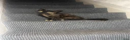 British Shorthair cats for sale: 3 British short hairs in Accrington - Advert 2