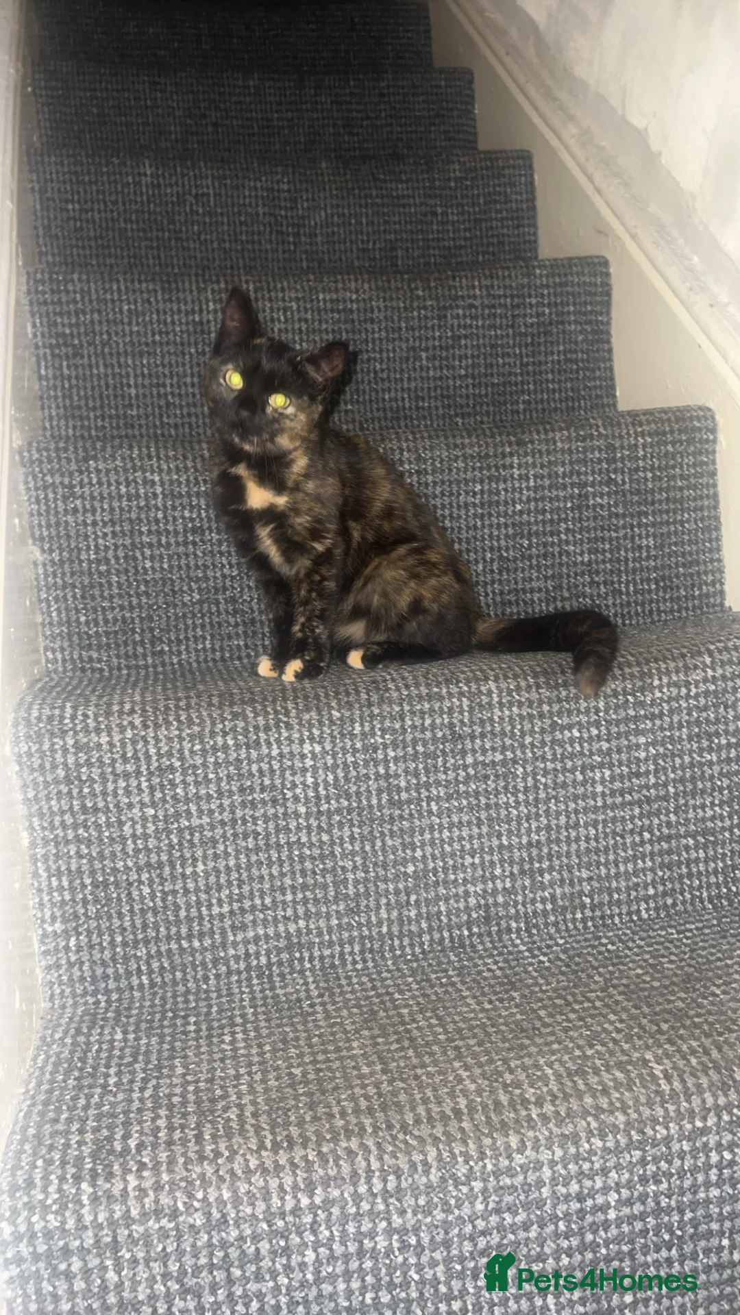 British Shorthair cats for sale: 3 British short hairs in Accrington - Advert 2