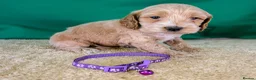 Cockapoo dogs for sale: Beautiful F1Cockapoo Puppies For Sale 🐶 - Advert 6